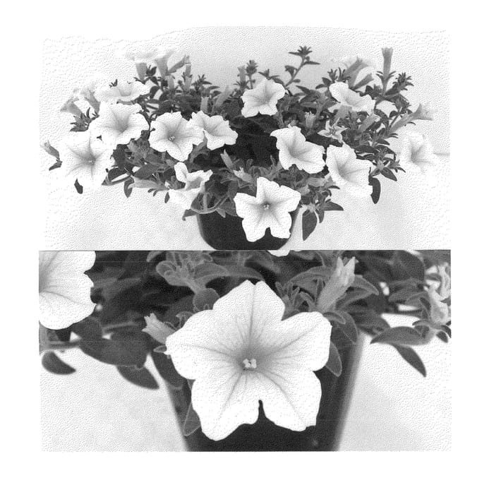 Figure 1 of US plant patent PP22882, the photograph of Sunsurfkiro printed in the patent.