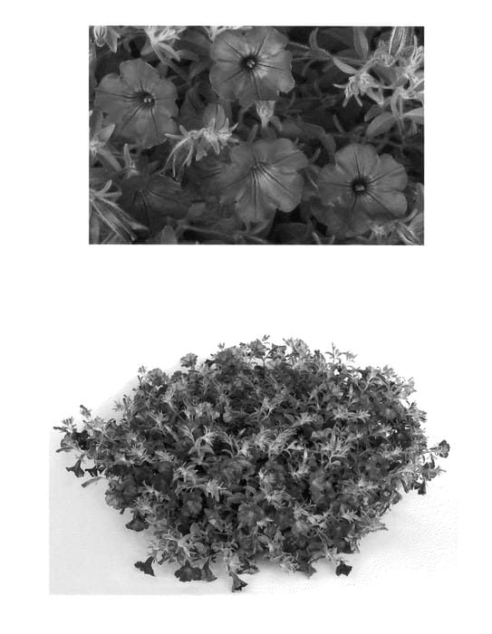 Figure 1 of US plant patent PP22883, the photograph of USTUN29801 printed in the patent.