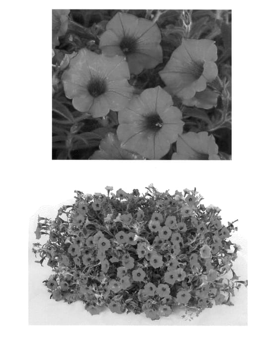 Figure 1 of US plant patent PP22884, the photograph of USTUN34803 printed in the patent.