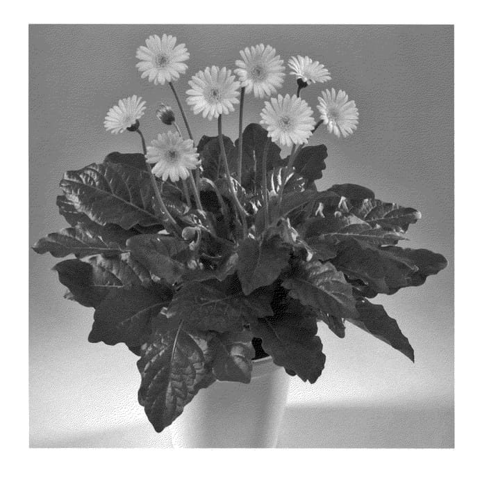 Figure 1 of US plant patent PP22885, the photograph of Garsant printed in the patent.