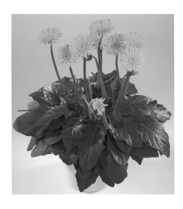 Figure 1 of US plant patent PP22886, the photograph of Garsunny printed in the patent.