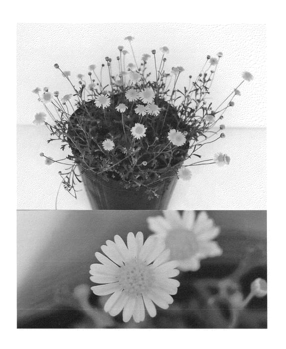 Figure 1 of US plant patent PP22887, the photograph of Bonbra7115 printed in the patent.