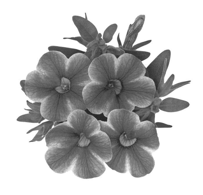 Figure 1 of US plant patent PP22888, the photograph of Duealtinice printed in the patent.