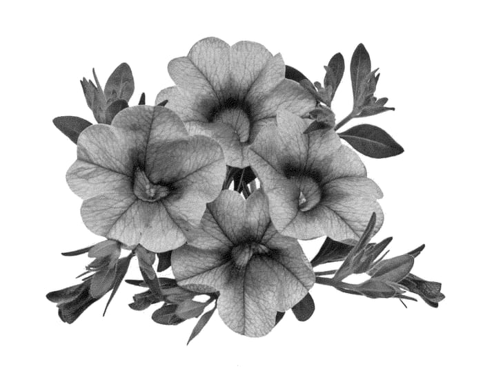 Figure 1 of US plant patent PP22889, the photograph of Duealpivu printed in the patent.