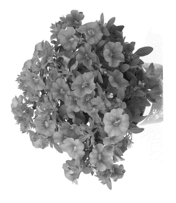 Figure 1 of US plant patent PP22890, the photograph of Duealpi printed in the patent.