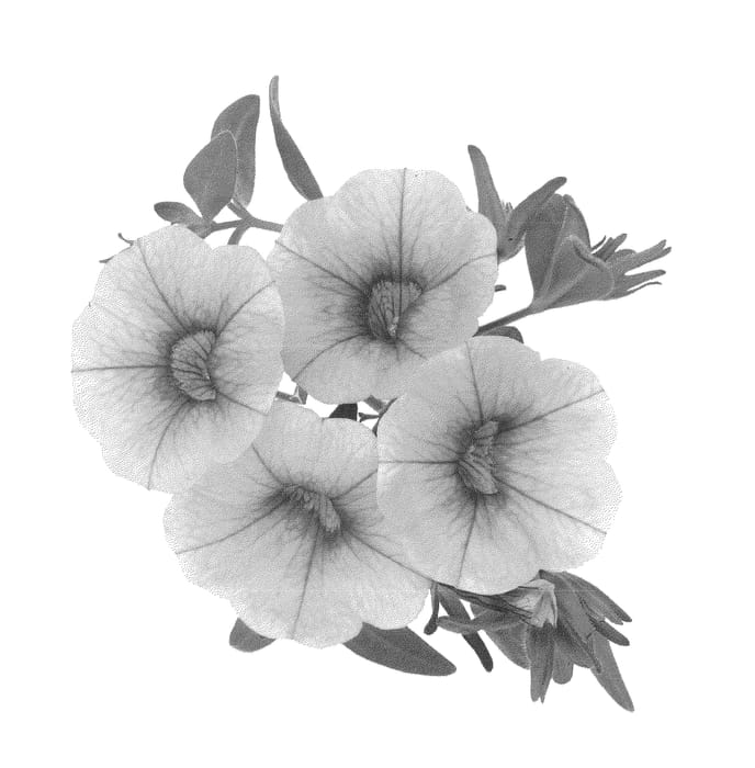 Figure 1 of US plant patent PP22891, the photograph of Duealgo printed in the patent.