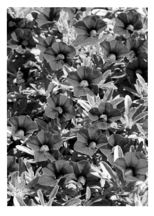 Figure 1 of US plant patent PP22892, the photograph of KLECA10218 printed in the patent.