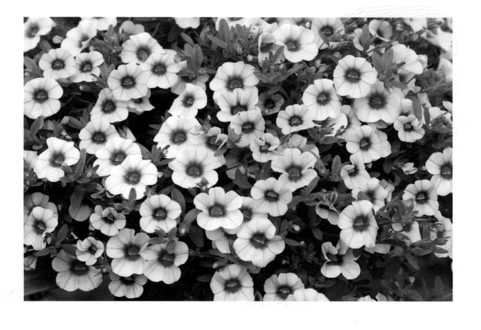 Figure 1 of US plant patent PP22893, the photograph of KLECA10216 printed in the patent.