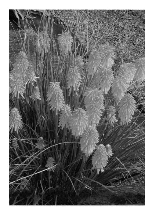 Figure 1 of US plant patent PP22894, the photograph of Fire Glow printed in the patent.
