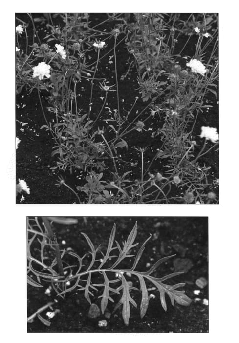 Figure 1 of US plant patent PP22895, the photograph of Champagne printed in the patent.