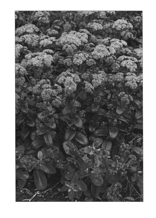 Figure 1 of US plant patent PP22896, the photograph of Orange Xenox printed in the patent.