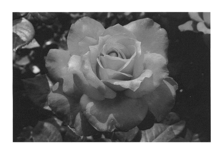 Figure 1 of US plant patent PP22897, the photograph of Meigrilega printed in the patent.