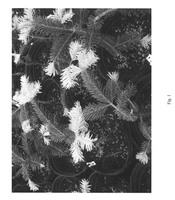 Figure 1 of US plant patent PP22898, the photograph of Bernadine Gold printed in the patent.
