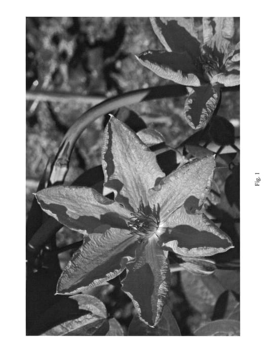Figure 1 of US plant patent PP22899, the photograph of UNAI 009 printed in the patent.