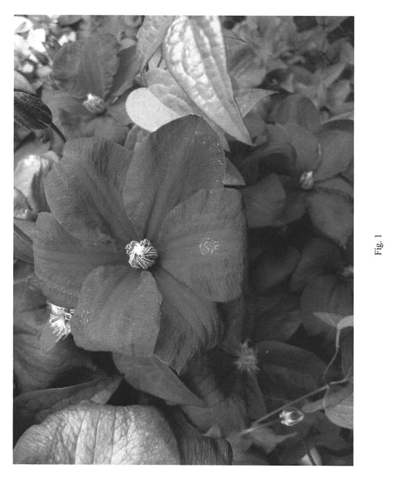 Figure 1 of US plant patent PP22900, the photograph of UNAI 011 printed in the patent.