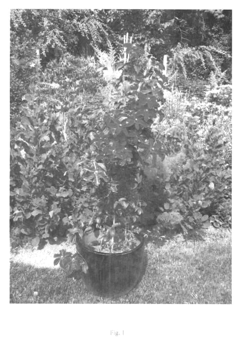 Figure 1 of US plant patent PP22901, the photograph of UNAI 006 printed in the patent.