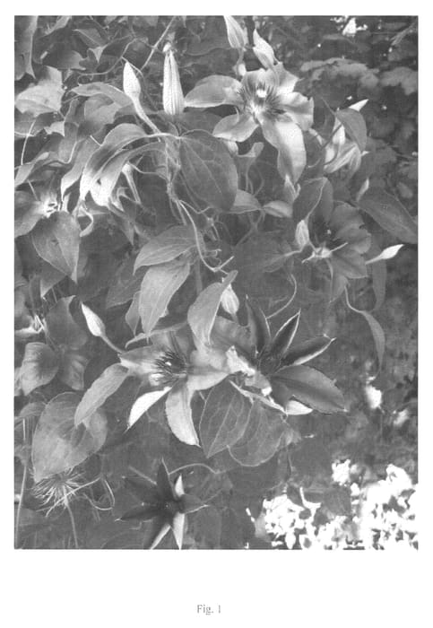 Figure 1 of US plant patent PP22902, the photograph of UNAI 008 printed in the patent.