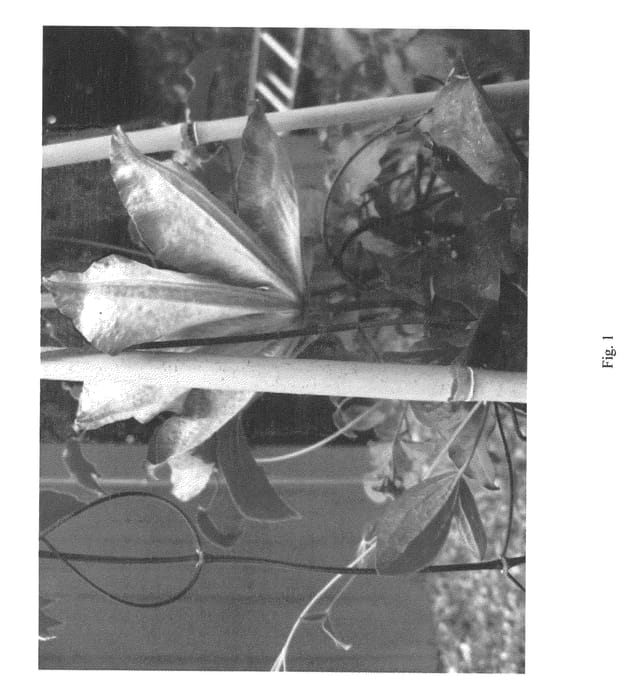 Figure 1 of US plant patent PP22903, the photograph of UNAI 001 printed in the patent.