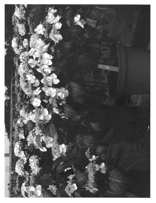 Figure 1 of US plant patent PP22904, the photograph of DOLKIS printed in the patent.