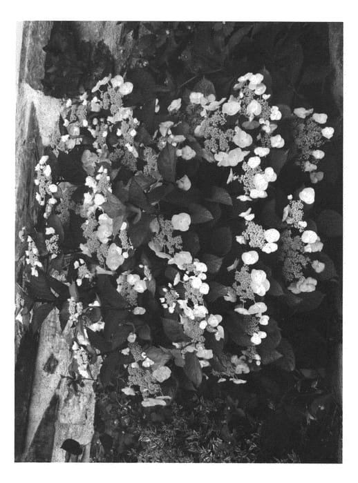 Figure 1 of US plant patent PP22905, the photograph of DOLGIP printed in the patent.