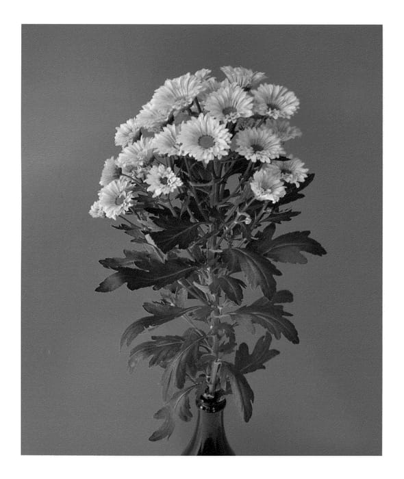 Figure 1 of US plant patent PP22906, the photograph of Dekcatta printed in the patent.