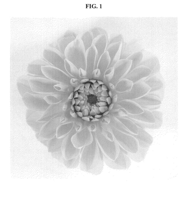 Figure 1 of US plant patent PP22907, the photograph of DANITTEN printed in the patent.