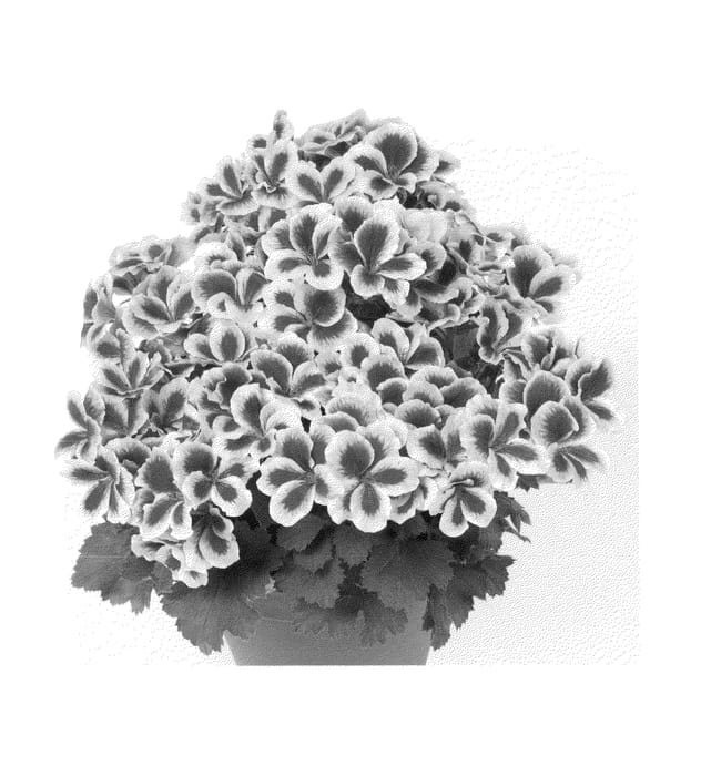 Figure 1 of US plant patent PP22908, the photograph of Camstra printed in the patent.