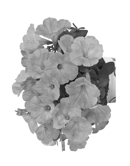 Figure 1 of US plant patent PP22909, the photograph of Duepotpi11 printed in the patent.