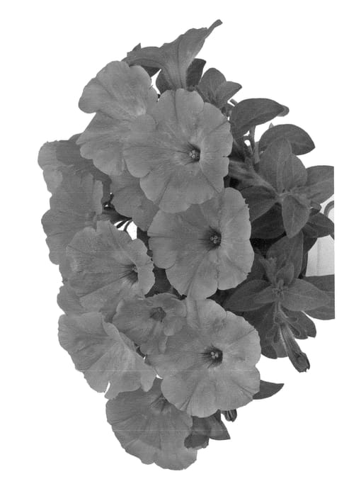 Figure 1 of US plant patent PP22910, the photograph of Duepotpaya printed in the patent.