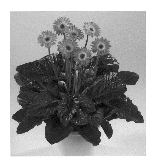 Figure 1 of US plant patent PP22911, the photograph of Garpam printed in the patent.