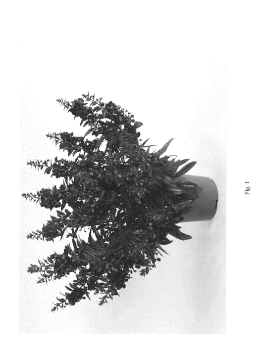 Figure 1 of US plant patent PP22912, the photograph of DALON9 printed in the patent.