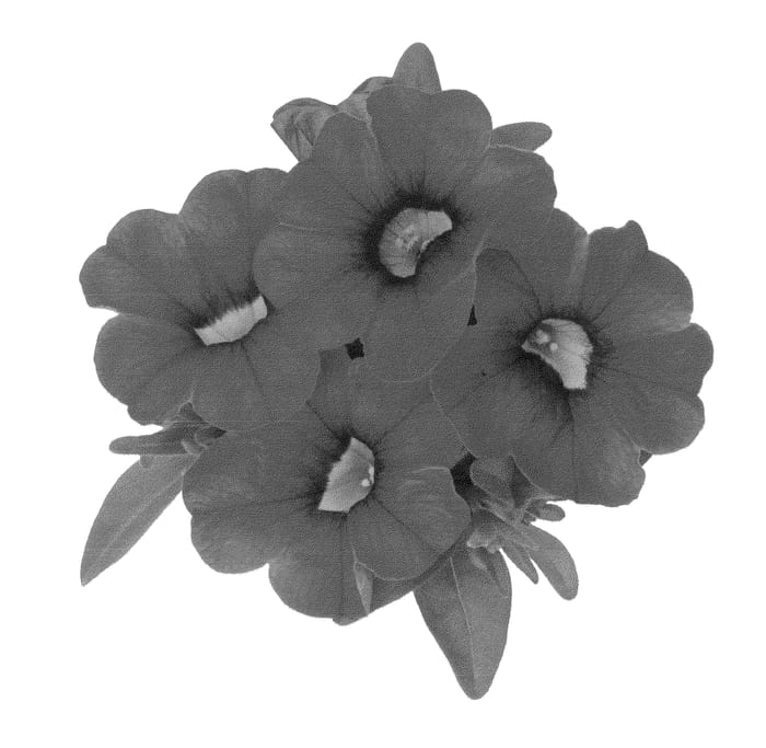 Figure 1 of US plant patent PP22913, the photograph of Duealne11 printed in the patent.