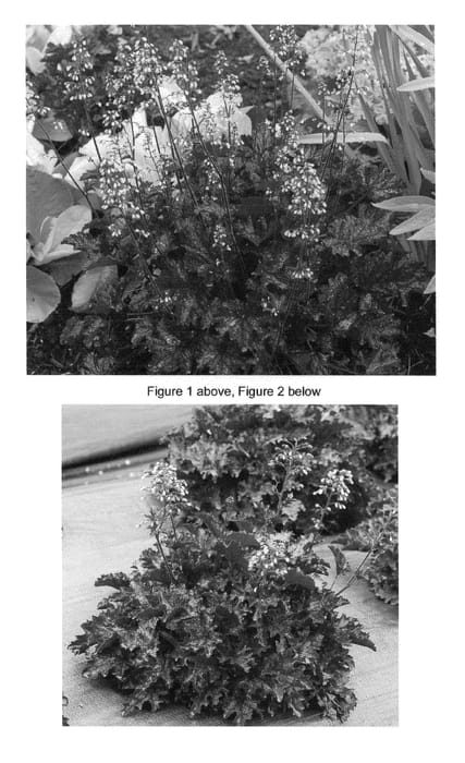 Figure 1 of US plant patent PP22914, the photograph of Blackberry Crisp printed in the patent.