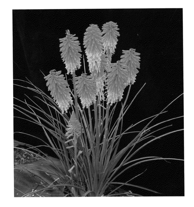 Figure 1 of US plant patent PP22915, the photograph of Papaya Popsicle printed in the patent.