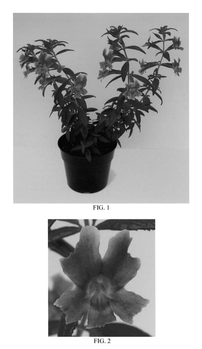 Figure 1 of US plant patent PP22916, the photograph of Georgie Red printed in the patent.
