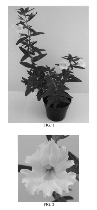 Figure 1 of US plant patent PP22917, the photograph of Georgie White printed in the patent.