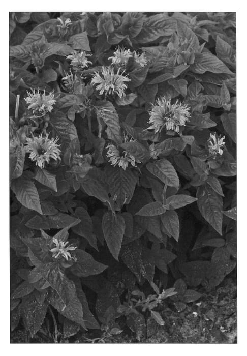 Figure 1 of US plant patent PP22918, the photograph of Sugar Lace printed in the patent.
