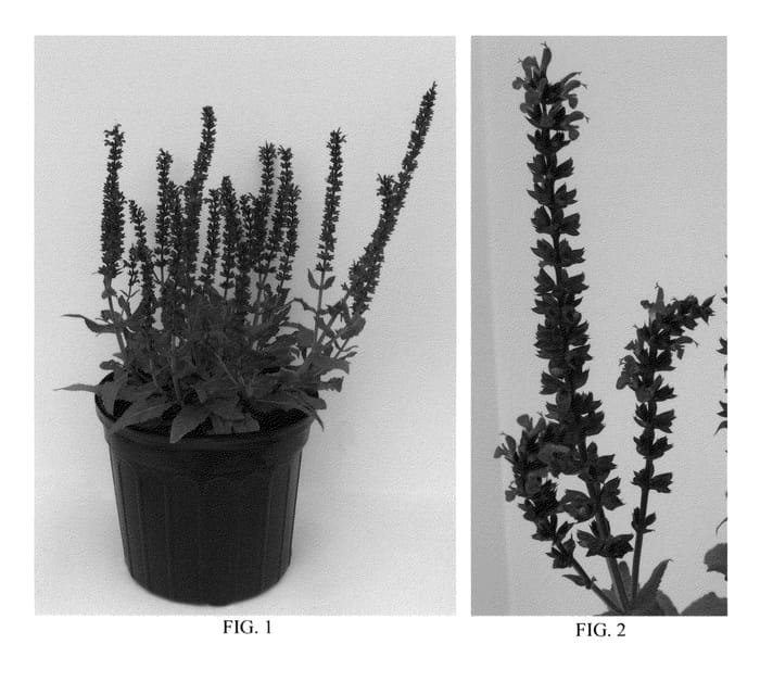 Figure 1 of US plant patent PP22919, the photograph of Balyriclu printed in the patent.