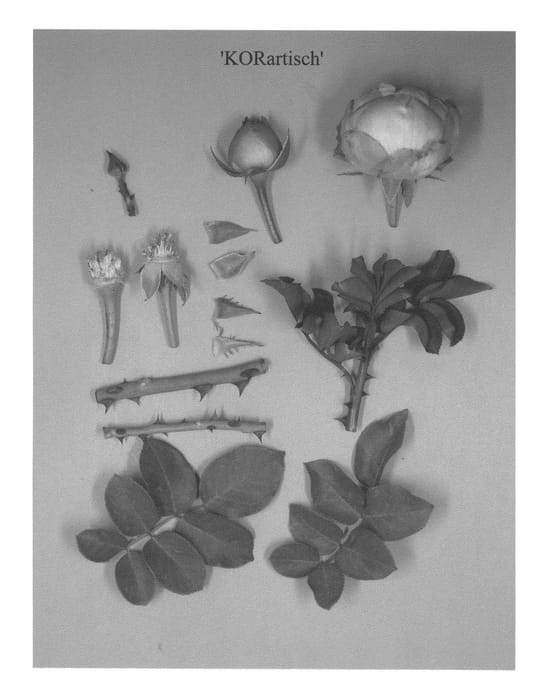 Figure 1 of US plant patent PP22920, the photograph of KORartisch printed in the patent.