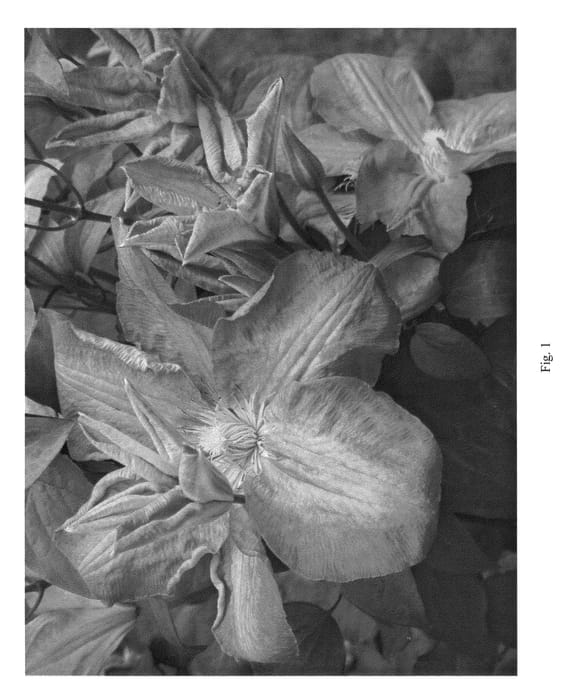 Figure 1 of US plant patent PP22921, the photograph of UNAI 010 printed in the patent.