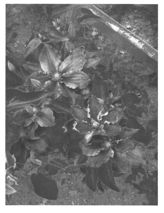Figure 1 of US plant patent PP22922, the photograph of UNAI 003 printed in the patent.