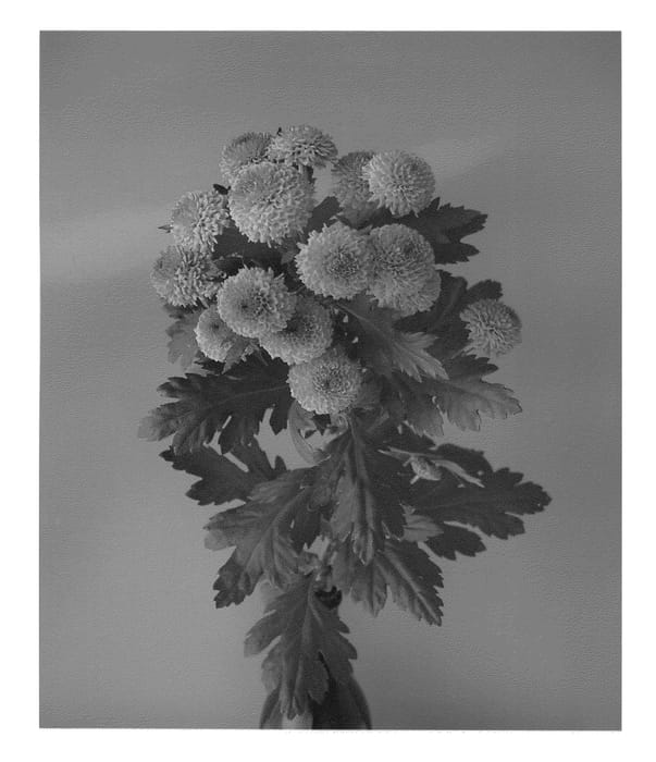 Figure 1 of US plant patent PP22923, the photograph of Dekgrassly printed in the patent.