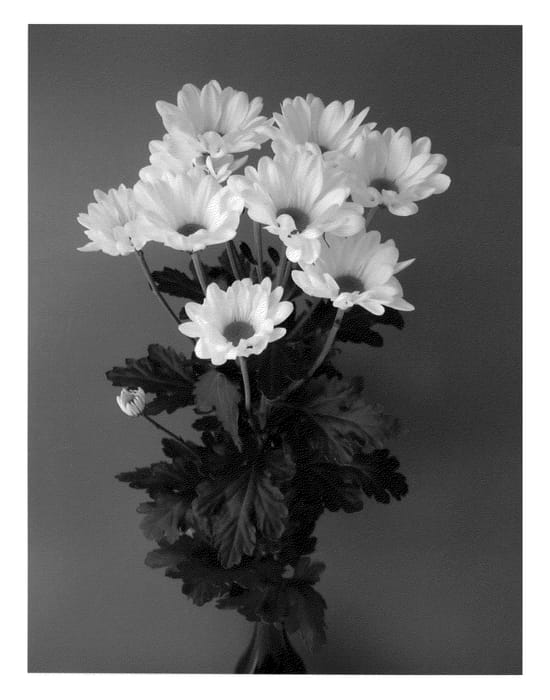Figure 1 of US plant patent PP22924, the photograph of Astec printed in the patent.