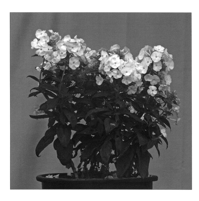 Figure 1 of US plant patent PP22925, the photograph of Verswhite printed in the patent.