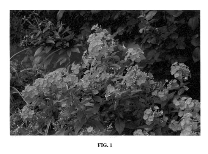 Figure 1 of US plant patent PP22926, the photograph of Party punch printed in the patent.