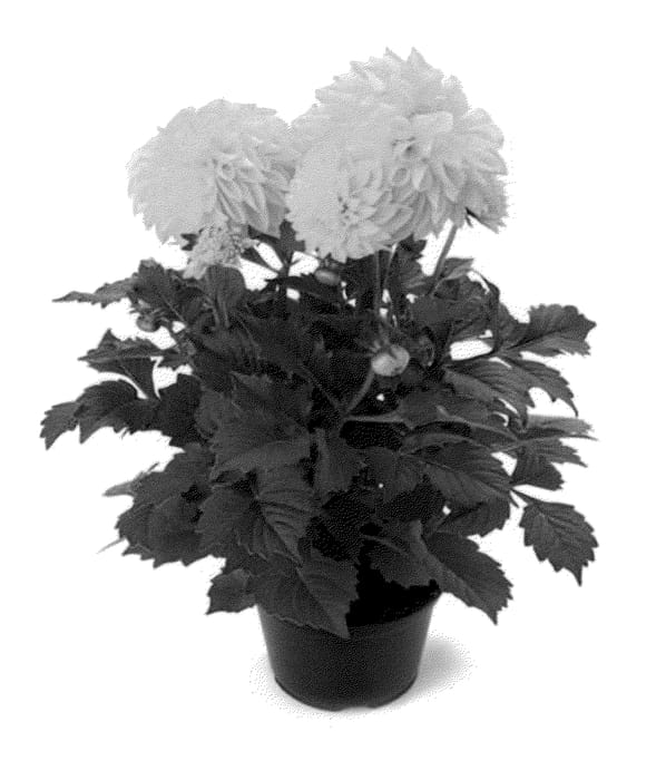 Figure 1 of US plant patent PP22927, the photograph of Bkdayl printed in the patent.