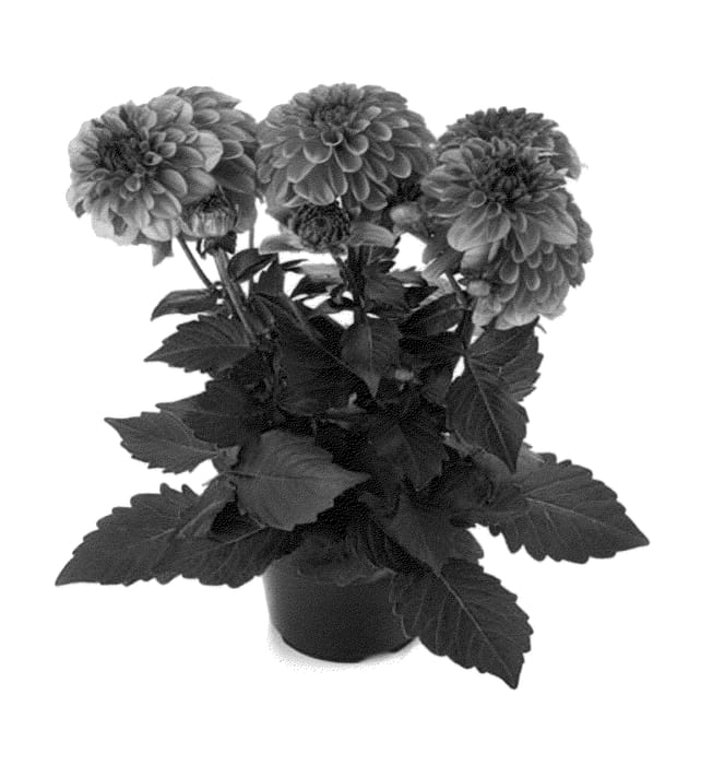 Figure 1 of US plant patent PP22928, the photograph of Bkdadp printed in the patent.