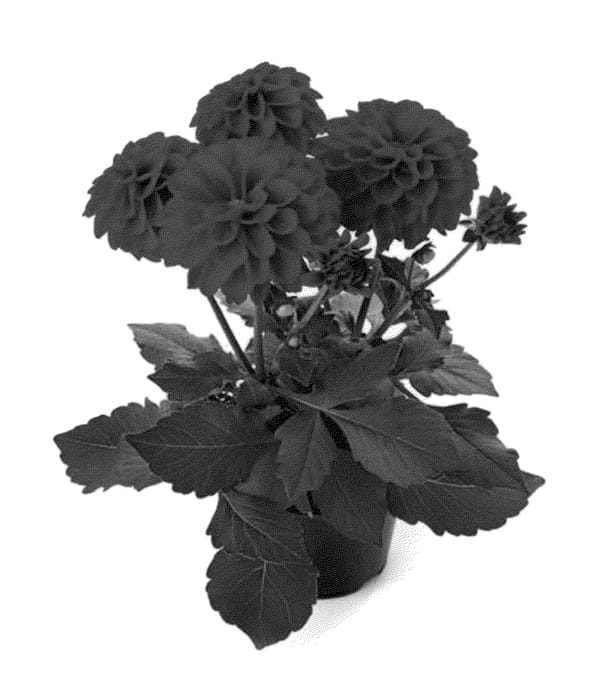 Figure 1 of US plant patent PP22929, the photograph of Bkdard printed in the patent.