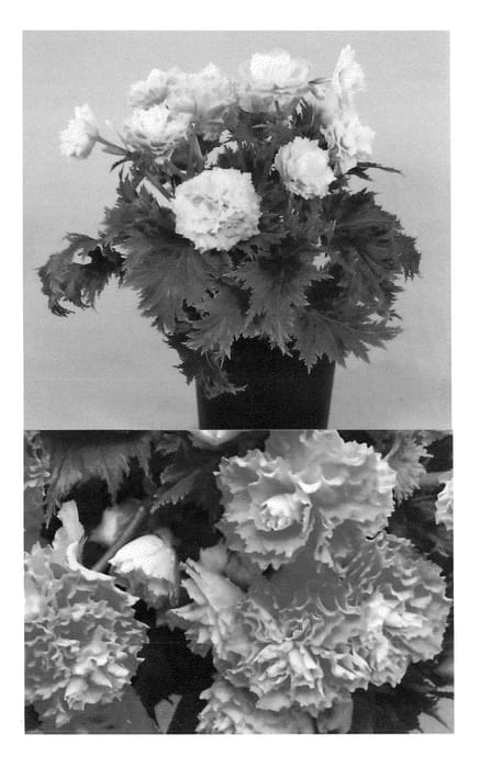 Figure 1 of US plant patent PP22930, the photograph of Usami N printed in the patent.