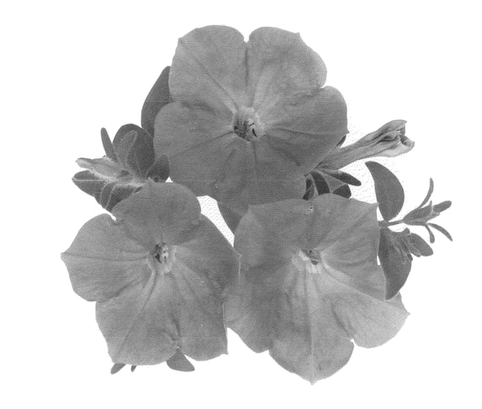Figure 1 of US plant patent PP22931, the photograph of Duesursky printed in the patent.